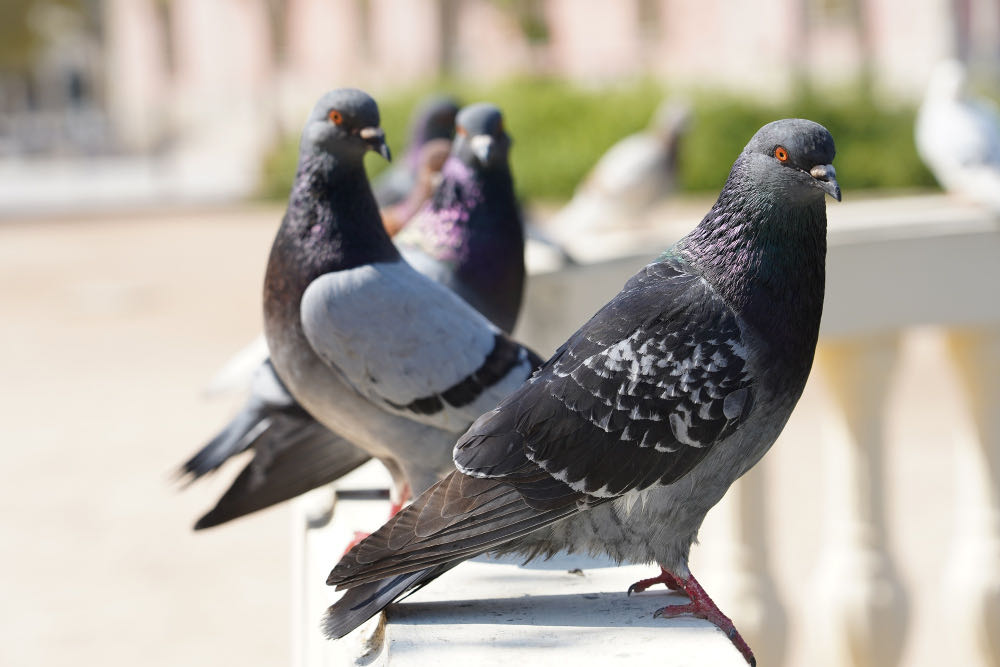 OVISTOP, innovació exclusiva a Espanya de ZooEthics