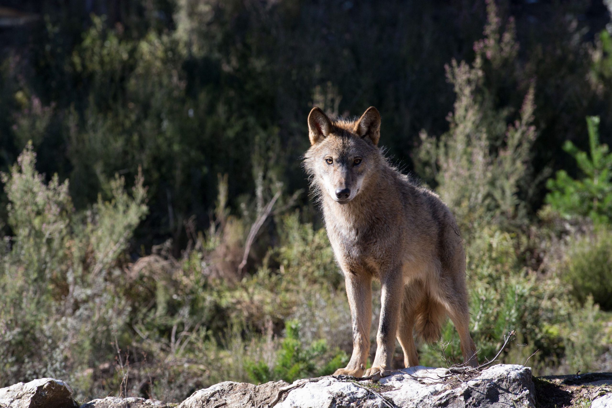 ¿Cómo promover la convivencia entre la fauna y las personas en las zonas rurales?