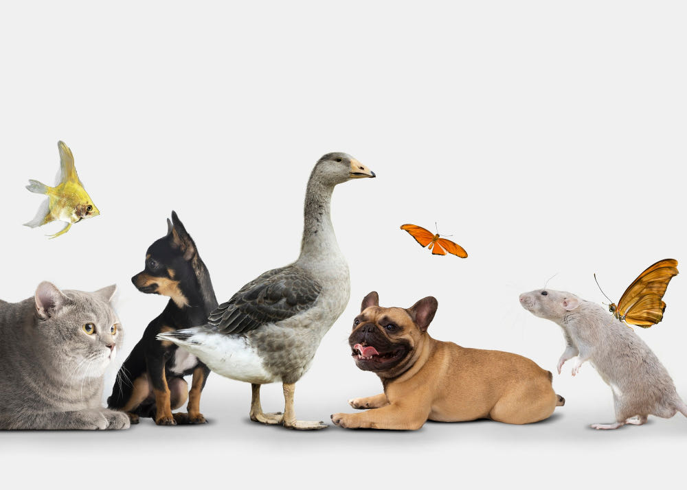 Fomentant la Convivència Ètica: La Missió Fonamental de ZooEthics